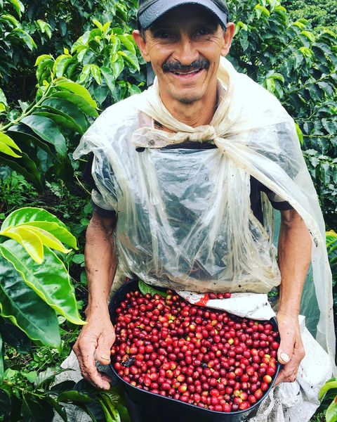 Recolector de café de especialidad en finca Ciprés, origen Colombia, con sacos de granos de café en mano de la marca Irrúa Café.