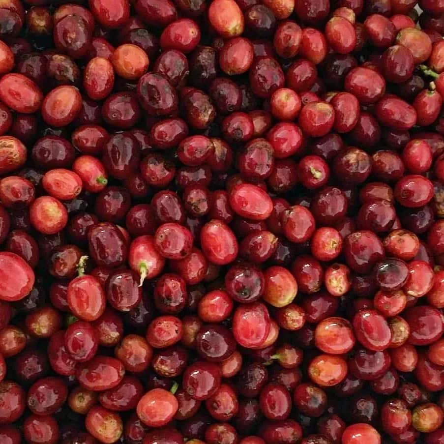 Cerezas de café Geisha de Irrúa Café, proceso Honey, en rama, lista para seleccionar y procesar.