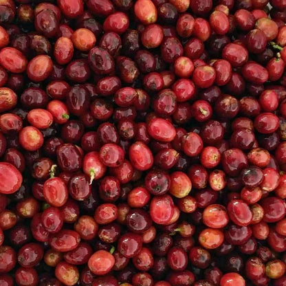 Cerezas de café Geisha de Irrúa Café, proceso Honey, en rama, lista para seleccionar y procesar.