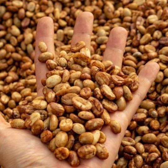 Café Geisha de la variedad Honey de Irrúa Café, muestra granos de café aromáticos y de alta calidad.