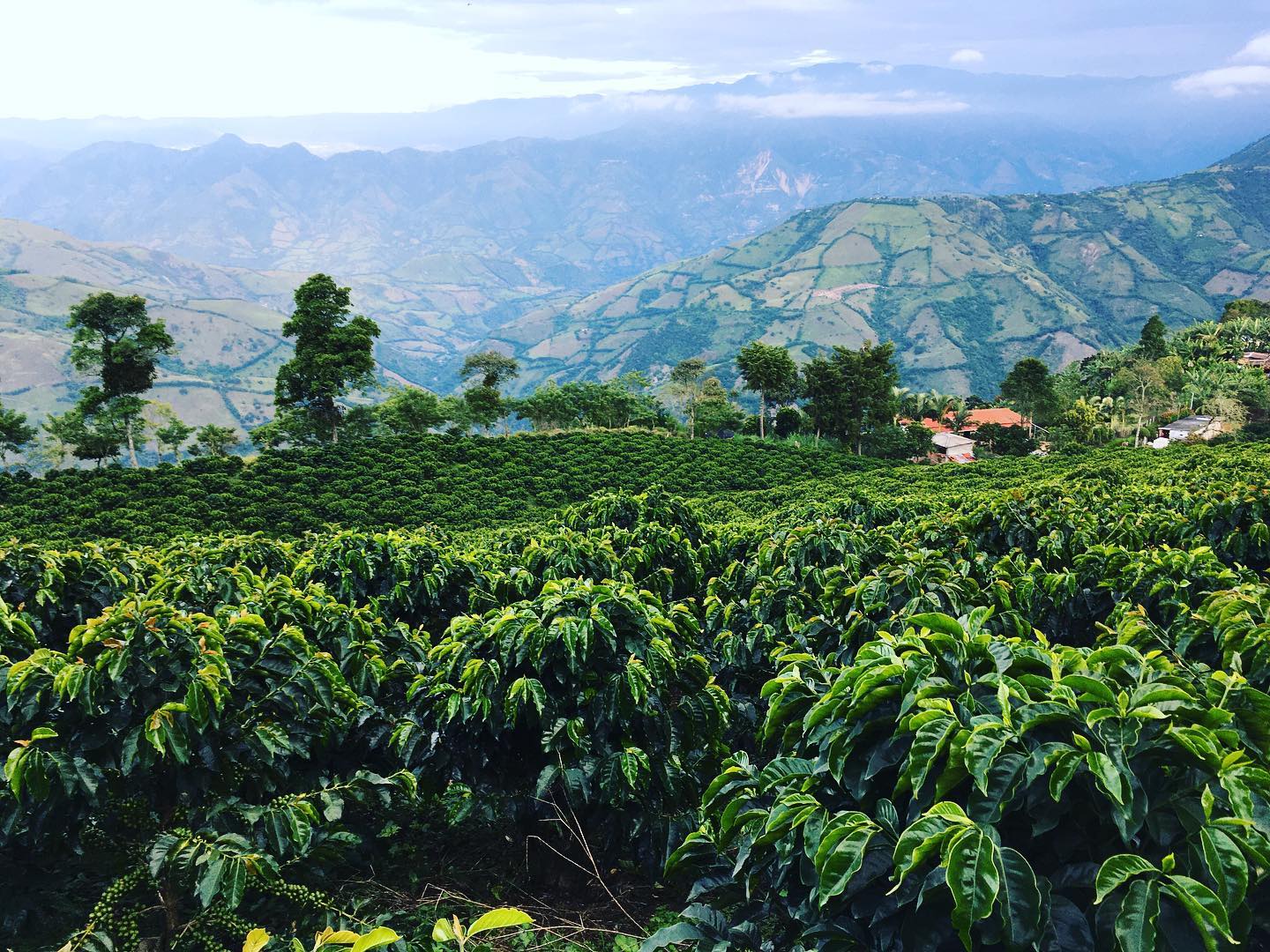 Granos de café de especialidad de la finca Ciprés en Colombia, marca Irrúa Café, en sacos de yute con fondo natural.