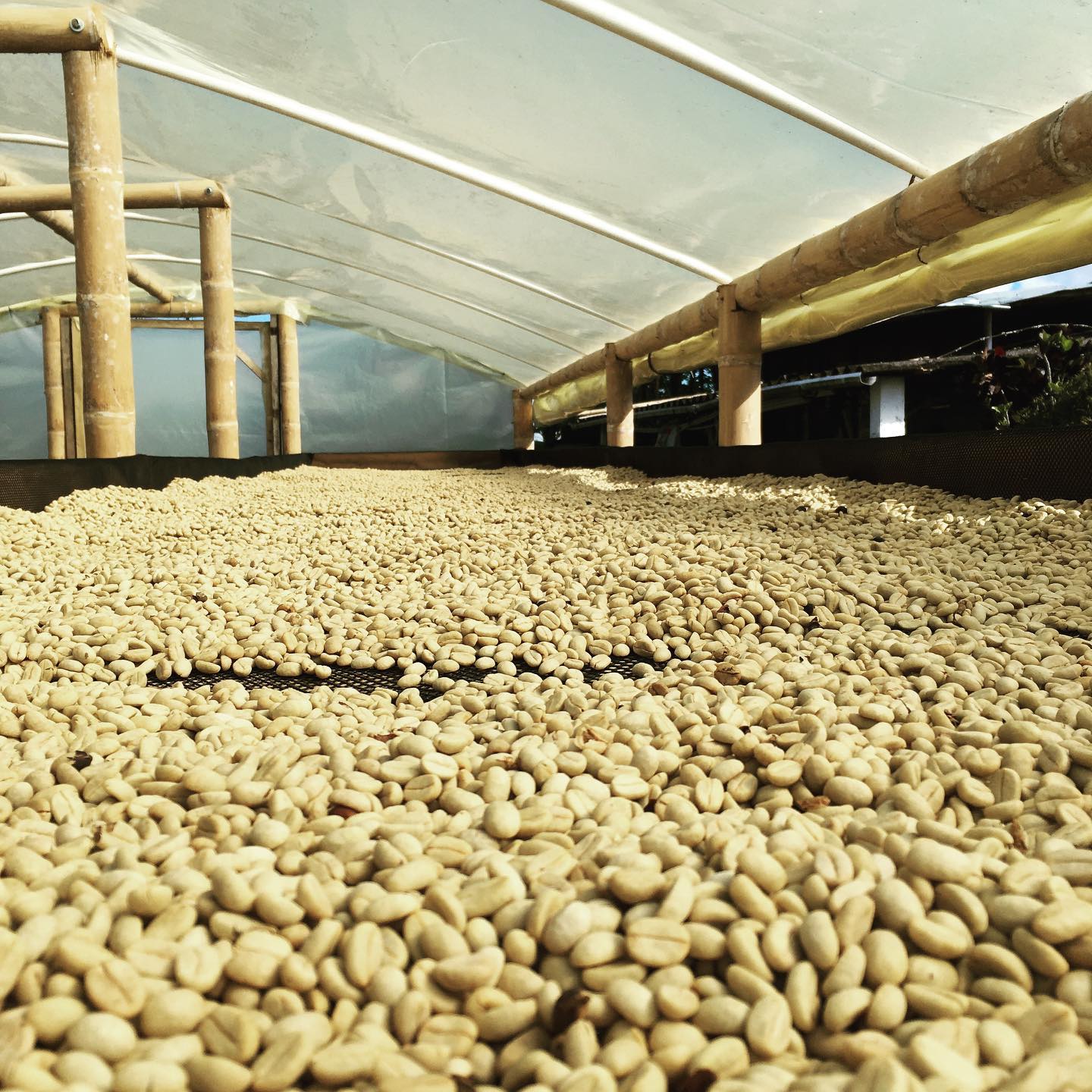 Café de especialidad Irrúa Café de origen Colombia Finca Ciprés, granos de café en bolsa con etiqueta.