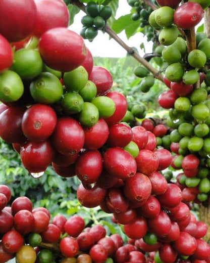 Café de especialidad Irrúa Café, origen Colombia, Finca Ciprés, granos de café en la imagen.