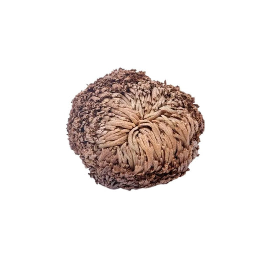 Rosa de Jericó de la marca Mystical Tienda, planta verde con hojas pequeñas y raíces visibles en un recipiente de terracota.